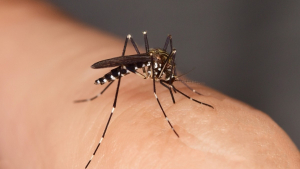Illustration : "Des chercheurs découvrent l'attraction inattendue des moustiques pour certains savons parfumés"