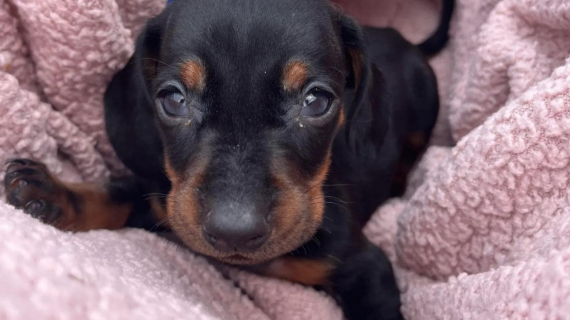 Illustration : Le combat pour la survie de Gavin, un chiot teckel abandonné dans un sac à cause de ses problèmes de santé