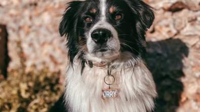 Illustration : Identifiez votre chien plus facilement avec une médaille personnalisée et originale