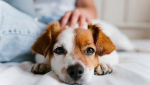 Illustration : "Assurance pour chien : assurer la sécurité et le bien-être de votre chien"